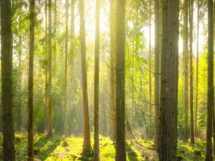 528 Hz Morning Healing: Start Your Day With Positive Energy