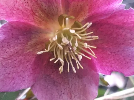 528Hz Phenomenon Number