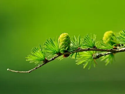 528Hz | Re-generation - Deep Voyage Reiki & Massage Music