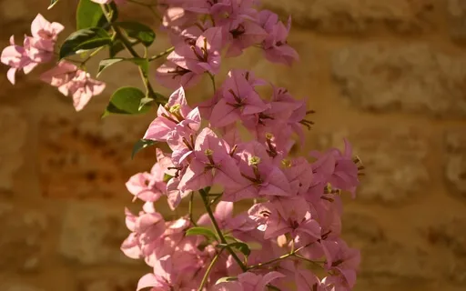 528Hz Revelation Recurrence