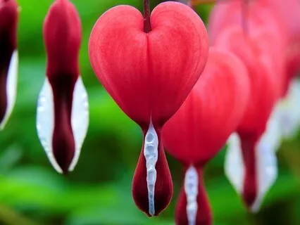 528Hz Solfeggio Frequency Sound Healing