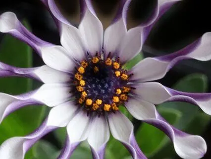 528Hz Third Eye Awakening – Theta Waves & Plant Frequencies