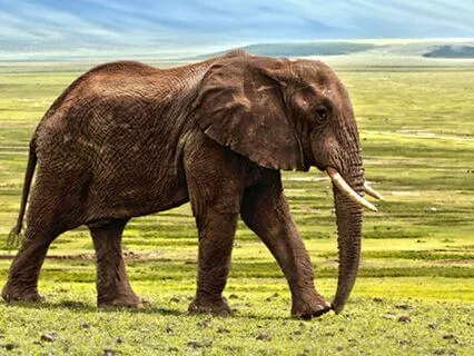 53-Minute Yoga Nidra To Surrender The Burden | NSDR