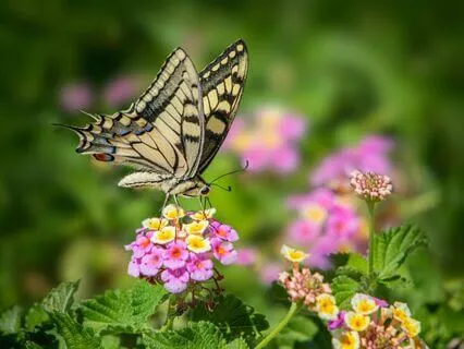 54321 Grounding Practice For Anxiety And Stress