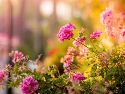 End Of Year Reflection: The Garden Of Life