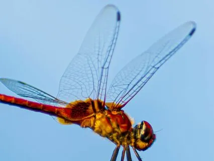 555 Breath & Dragon Fly Position - Calming Breath