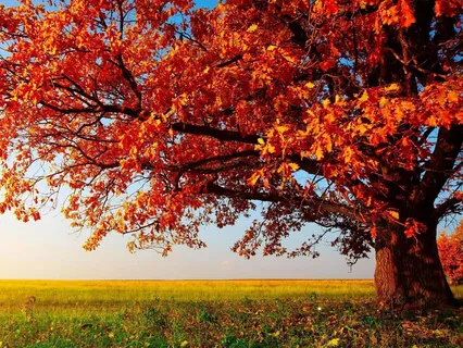 5Hz Theta Waves & Calm Piano (Soothing Memories)