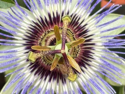 5th Chakra, Dr Nina's Friday Meditation Circle: Spring