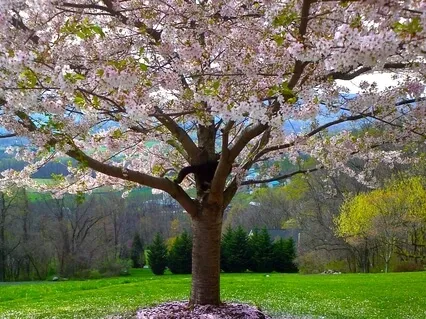 6 Compassion Techniques