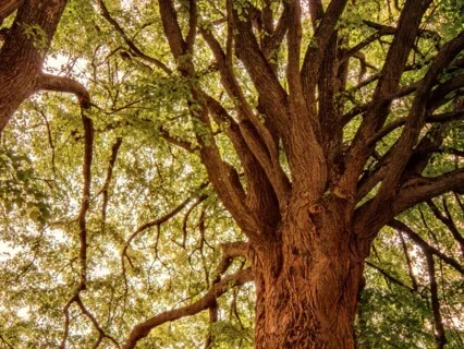 Concentration On A Symbol