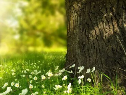 6 Minute Abundance Meditation Tree Metaphor