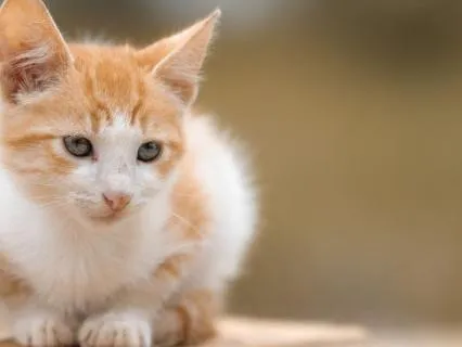 6-Minute Anxiety & Stress Reset For Pets & Their People