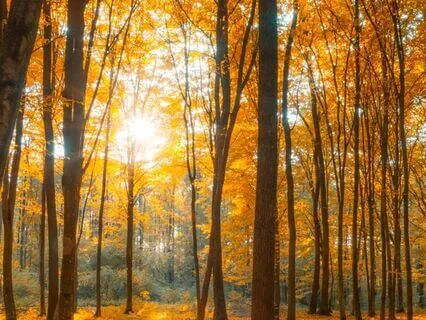 6 Minute Autumn Rest Practice