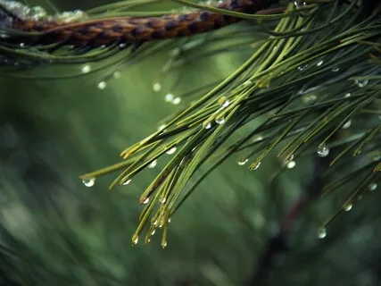 6-Minute Breath Meditation To Settle & Collect The Mind