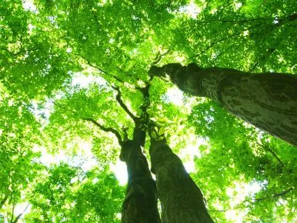 6 Minute Morning Forest Meditation