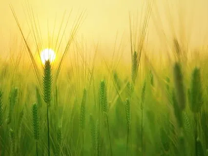 6-Minute Morning Joy Meditation Practice