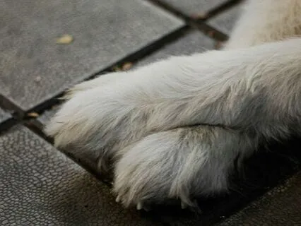 6 Minutes Of Healing And Calming For Your Pet