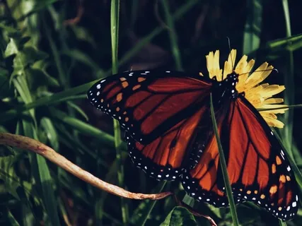 6-Sense Door Lovingkindness (Metta) Practice