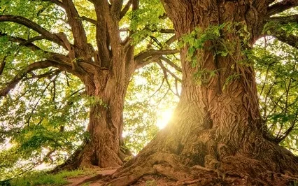 6/22 Channeled Energy Work Meditation: Djehuty & Metatron