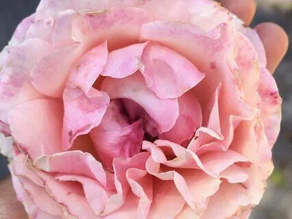 6 Steps For Manifestation