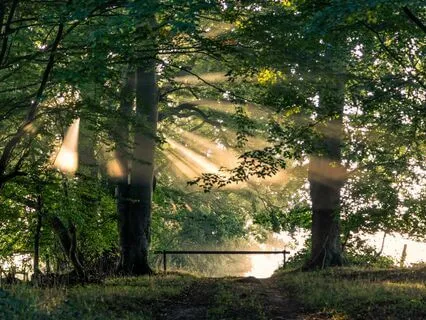 Forest Bathing Meditation (60 Minutes)