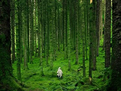 60Min Flute & Drums: Echoes Of The Forest