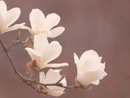 61-Point Body Scan Meditation | Full-Body Awareness