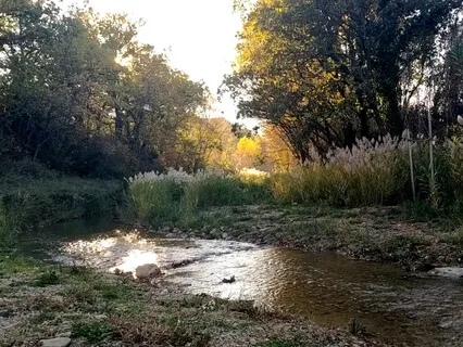 639Hz | Guérison avec des bols tibétains et de la Musique Binaurale | Détendez-vous avec les sons doux de la rivière et des oiseaux locaux