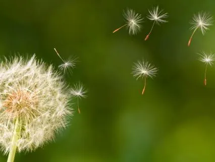 639 Hz Heart Chakra Healing & Coherence