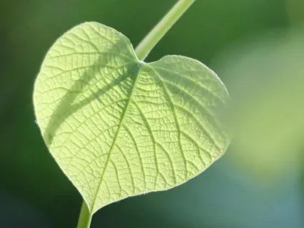 639 Hz (Heart Chakra Healing)