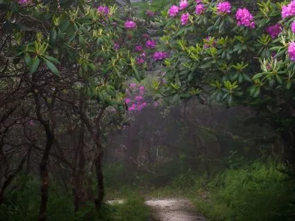 639 Hz Heart Healing | Love, Connection & Emotional Balance