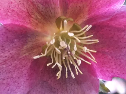 639Hz Enroot Network