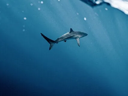 639Hz Harmonize Relationships, Attract Love & Positivity