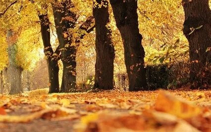 645 Hz - Healing Music - Human Growth Hormone