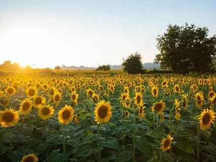 65-Minute Yoga Nidra for Physical, Mental & Emotional Health