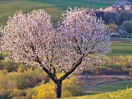 666Hz 66Hz 6Hz | Heart Chakra Activation: Theta Waves