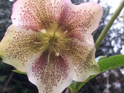 69.3Hz Augment Indication