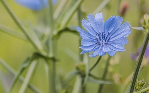 69.3Hz Increase Meaning (Solfeggio Frequency)