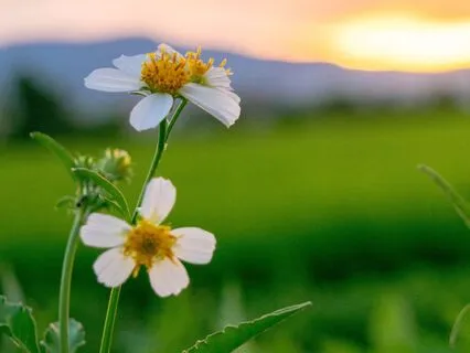 7.5 Hz Theta Waves | Sleep Meditation & Stress Release