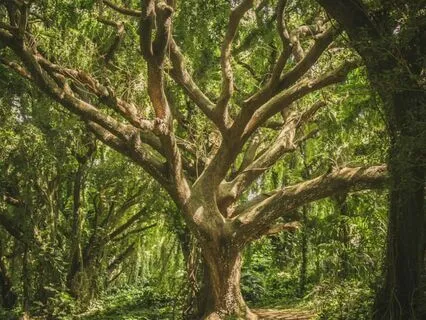 7.5Hz Theta Spiritual Awakening Forest