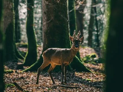 7.83 Hz Earth Beats | Connect With Gaia