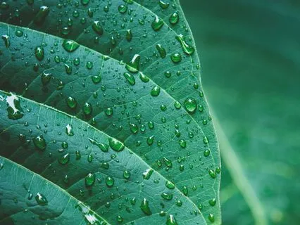 7 Days, 7 Chakras. Day Four: Anahata (Heart)