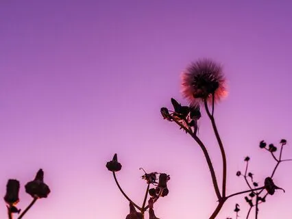 7 Days, 7 Chakras. Day Seven: Crown (Sahasrara)