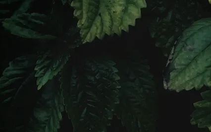 7 Min Guided Meditation For Connection And Grounding