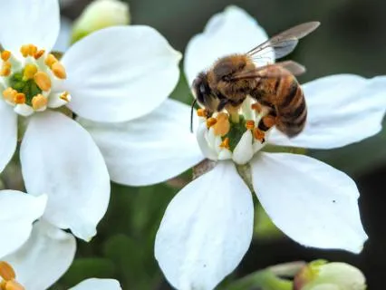 7 Min Nervous System Reset With "Bee Breath"