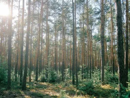 7-Minute Body Scan In A Peaceful Forest