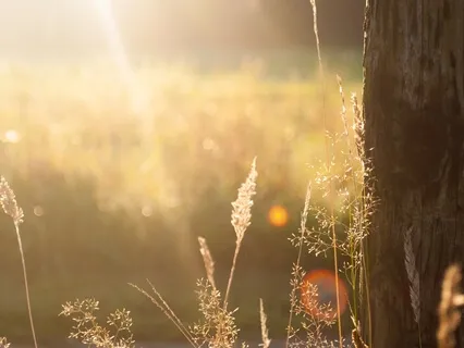 Rejuvenating Morning Meditation