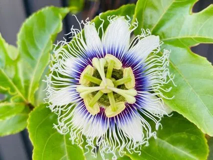 7 Seed Chakra Mantra Meditation