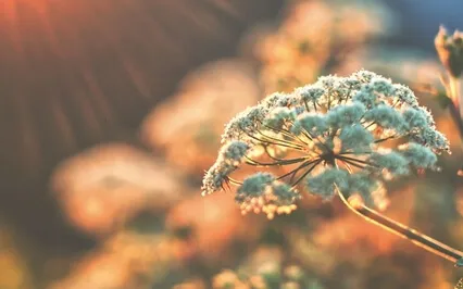 7/22 Channeled Energy Work Meditation: Djehuty & Metatron