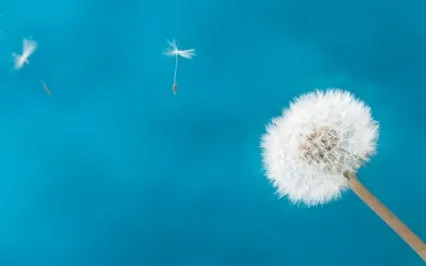 7 Steps To Make Your Wish Come True